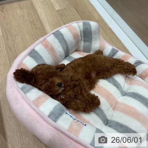 愛知県のトイプードル(トイ) (ペットプラス 東浦店/2026年3月11日生まれ/女の子/レッド)の子犬の3枚目の画像