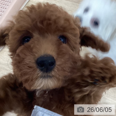 愛知県のトイプードル(トイ) (ペットプラス 東浦店/2026年3月11日生まれ/女の子/レッド)の子犬の4枚目の画像