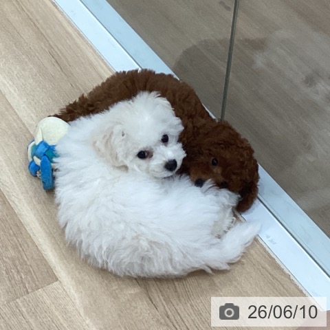 愛知県のトイプードル(トイ) (ペットプラス 東浦店/2026年3月11日生まれ/女の子/レッド)の子犬の3枚目の画像