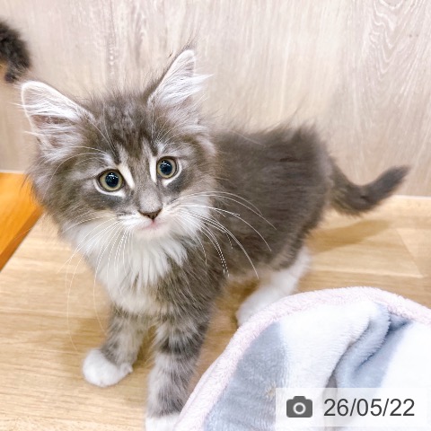 大阪府のノルウェージャンフォレストキャット (ペットプラス イオン大日店/2026年3月10日生まれ/男の子/ブルータビーホワイト)の子猫の4枚目の画像