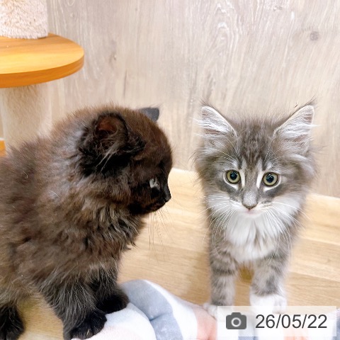 大阪府のノルウェージャンフォレストキャット (ペットプラス イオン大日店/2026年3月10日生まれ/男の子/ブルータビーホワイト)の子猫の3枚目の画像