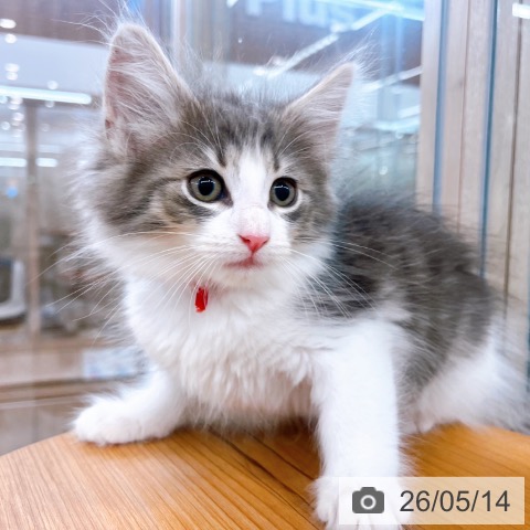 ノルウェージャンフォレストキャットの写真