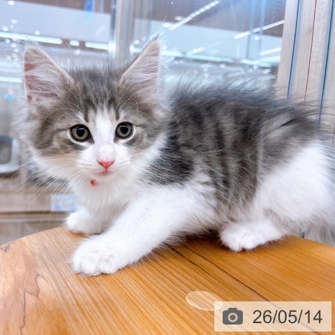 ノルウェージャンフォレストキャットの写真