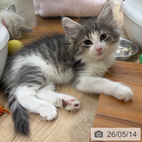 ノルウェージャンフォレストキャットの写真