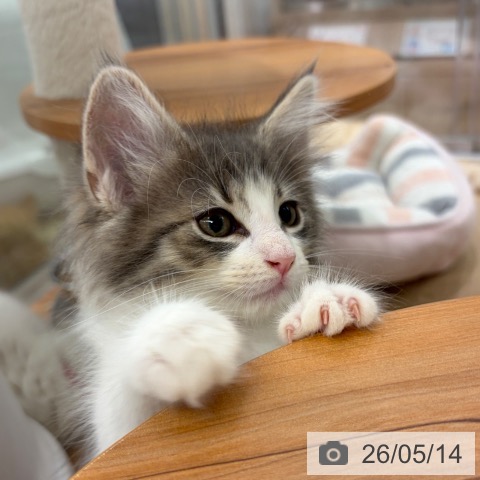 ノルウェージャンフォレストキャットの写真