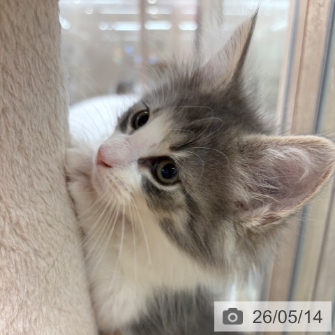 ノルウェージャンフォレストキャットの写真