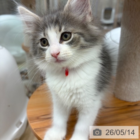 ノルウェージャンフォレストキャットの写真