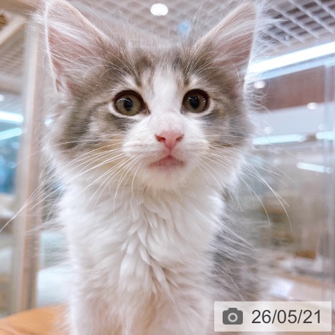 大阪府のノルウェージャンフォレストキャット (ペットプラス イオン大日店/2026年3月10日生まれ/女の子/ブルータビーホワイト)の子猫の4枚目の画像