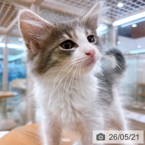 大阪府のノルウェージャンフォレストキャット (ペットプラス イオン大日店/2026年3月10日生まれ/女の子/ブルータビーホワイト)の子猫の3枚目の画像