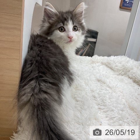 ノルウェージャンフォレストキャットの写真