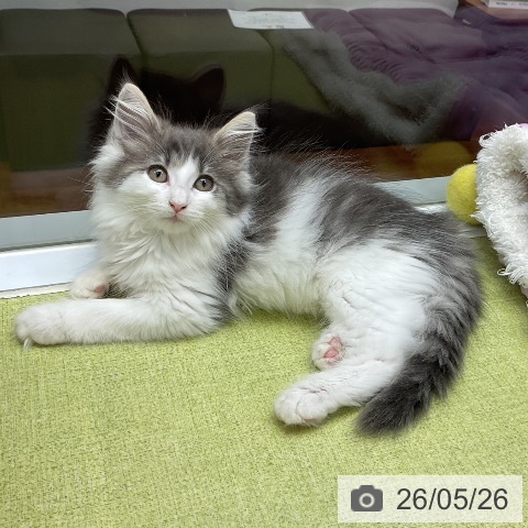 ノルウェージャンフォレストキャットの写真