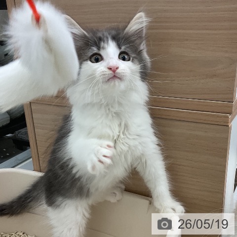 大阪府のノルウェージャンフォレストキャット (ペットプラス ららぽーと和泉店/2026年3月10日生まれ/女の子/ブルータビーホワイト)の子猫の3枚目の画像