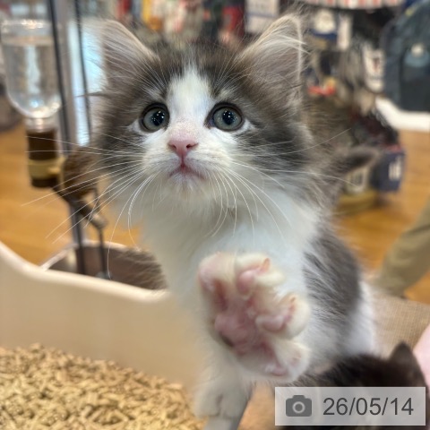 ノルウェージャンフォレストキャットの写真