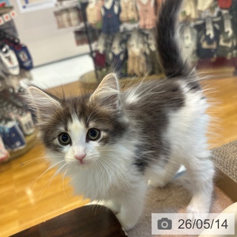 ノルウェージャンフォレストキャットの写真