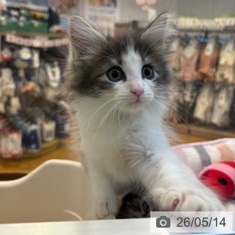 ノルウェージャンフォレストキャットの写真