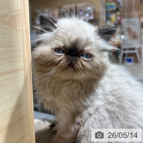 ヒマラヤンの写真