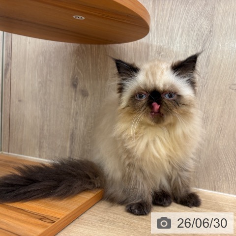 ヒマラヤンの写真