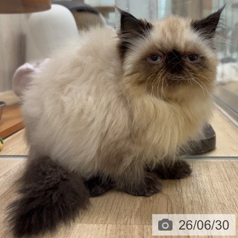 ヒマラヤンの写真