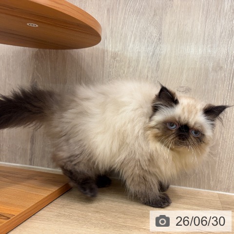 ヒマラヤンの写真