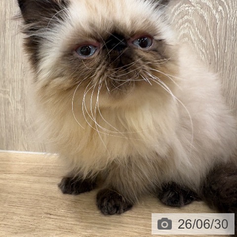 ヒマラヤンの写真