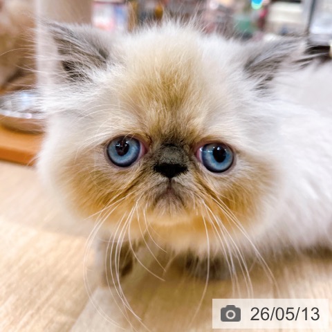 ヒマラヤンの写真