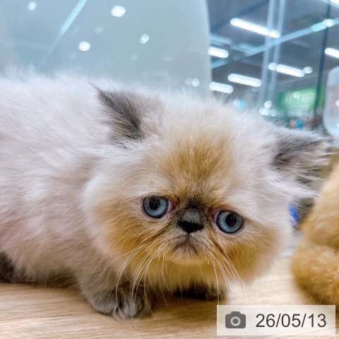 ヒマラヤンの写真