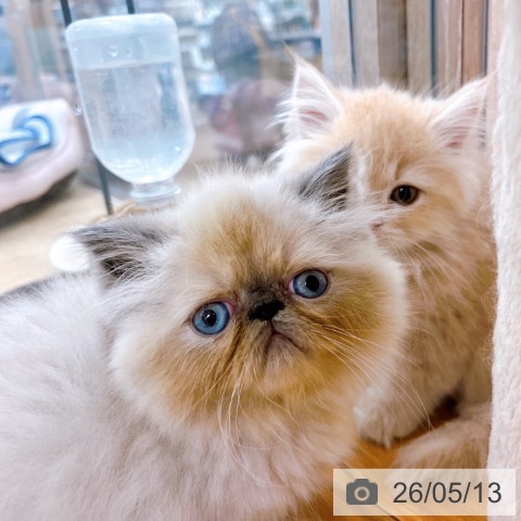 ヒマラヤンの写真