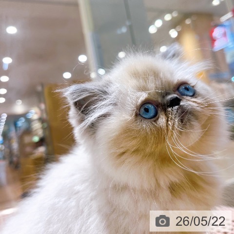 大阪府のヒマラヤン (ペットプラス イオン大日店/2026年3月13日生まれ/女の子/ブルーポイント)の子猫の4枚目の画像