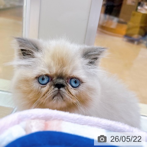 大阪府のヒマラヤン (ペットプラス イオン大日店/2026年3月13日生まれ/女の子/ブルーポイント)の子猫の3枚目の画像
