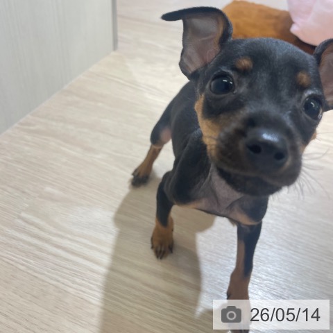 ミニチュア・ピンシャーの写真
