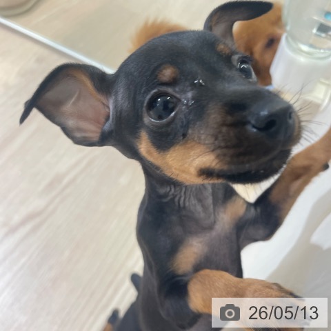 ミニチュア・ピンシャーの写真