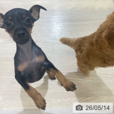 ミニチュア・ピンシャーの写真