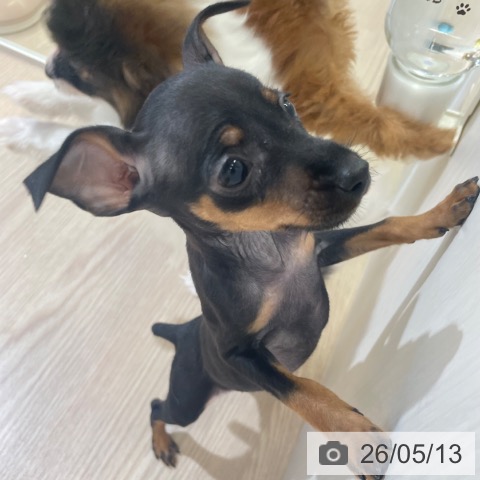 ミニチュア・ピンシャーの写真