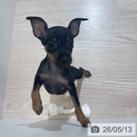 ミニチュア・ピンシャーの写真
