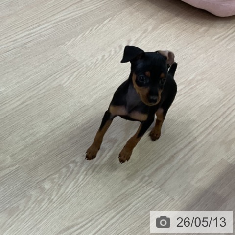 ミニチュア・ピンシャーの写真