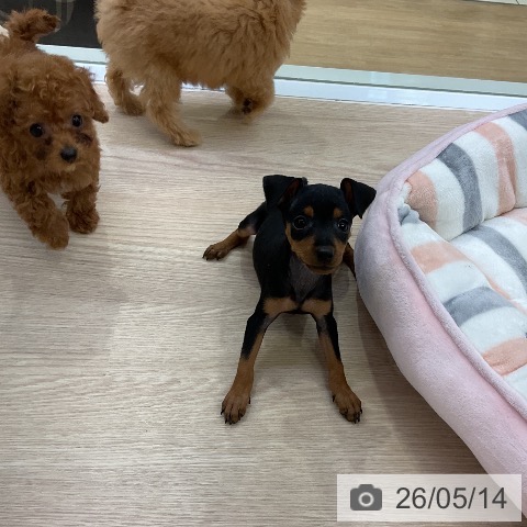 ミニチュア・ピンシャーの写真