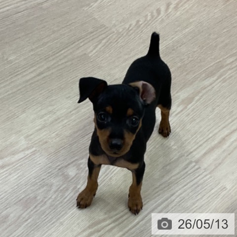 ミニチュア・ピンシャーの写真