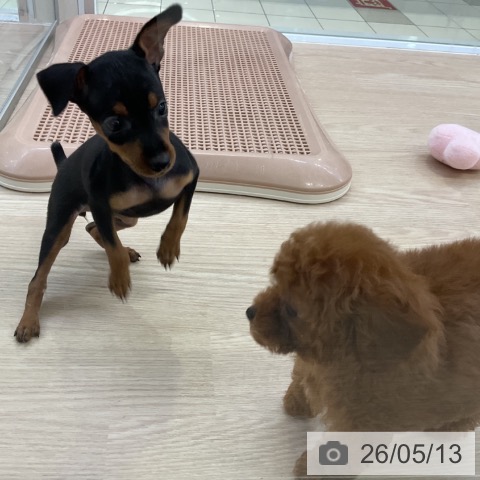 ミニチュア・ピンシャーの写真