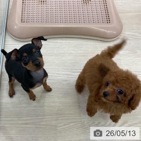 ミニチュア・ピンシャーの写真