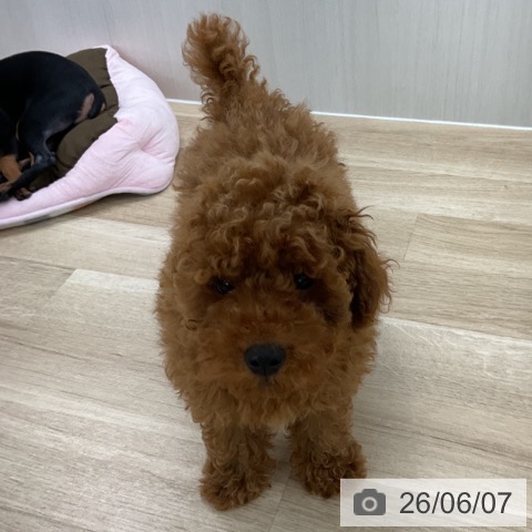 愛知県のトイプードル(トイ) (ペットプラス 豊橋牧野店/2026年3月13日生まれ/男の子/レッド)の子犬の4枚目の画像