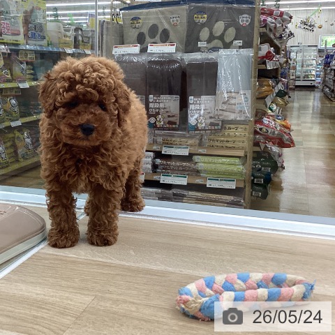 愛知県のトイプードル(トイ) (ペットプラス 豊橋牧野店/2026年3月13日生まれ/男の子/レッド)の子犬の3枚目の画像