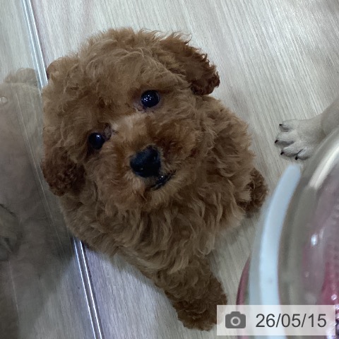愛知県のトイプードル(トイ) (ペットプラス イオンモール長久手店/2026年3月13日生まれ/男の子/レッド)の子犬の3枚目の画像