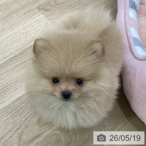 愛知県のポメラニアン (ペットプラス 千音寺店/2026年3月13日生まれ/女の子/クリーム)の子犬の3枚目の画像