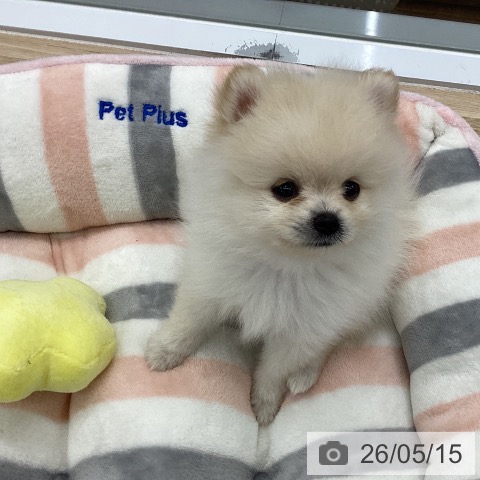 愛知県のポメラニアン (ペットプラス 千音寺店/2026年3月12日生まれ/男の子/クリーム)の子犬の3枚目の画像