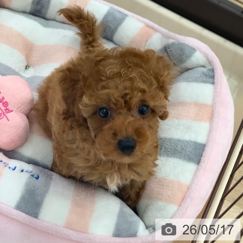 岐阜県のトイプードル(トイ) (ペットプラス 光ケ丘店/2026年3月13日生まれ/男の子/レッド)の子犬の4枚目の画像
