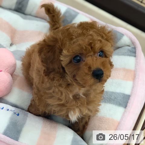 岐阜県のトイプードル(トイ) (ペットプラス 光ケ丘店/2026年3月13日生まれ/男の子/レッド)の子犬の3枚目の画像