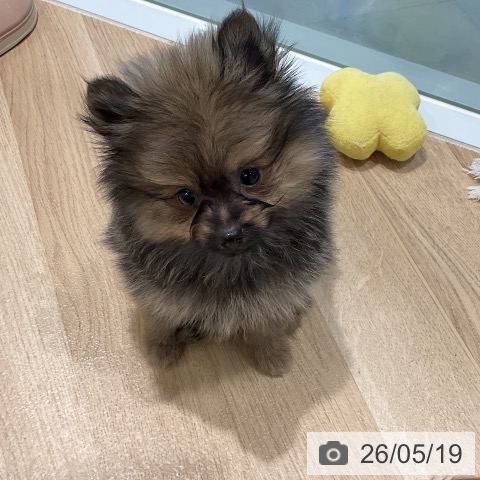 三重県のポメラニアン (ペットプラス 鈴鹿店/2026年3月13日生まれ/男の子/ウルフセーブル)の子犬の4枚目の画像