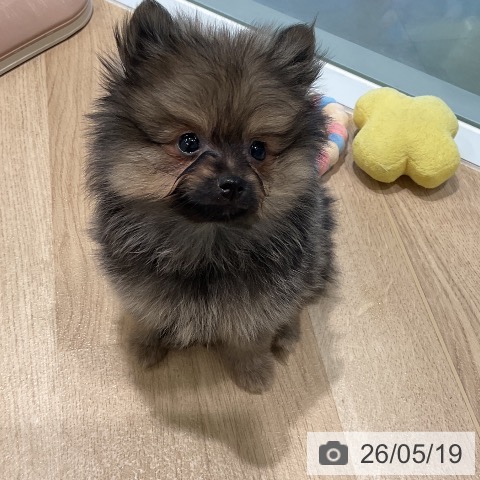 三重県のポメラニアン (ペットプラス 鈴鹿店/2026年3月13日生まれ/男の子/ウルフセーブル)の子犬の3枚目の画像