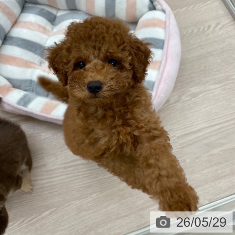 愛知県のトイプードル(トイ) (ペットプラス 豊田店/2026年3月13日生まれ/男の子/レッド)の子犬の4枚目の画像