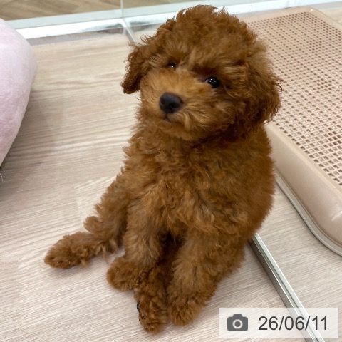 愛知県のトイプードル(トイ) (ペットプラス 豊田店/2026年3月13日生まれ/男の子/レッド)の子犬の4枚目の画像